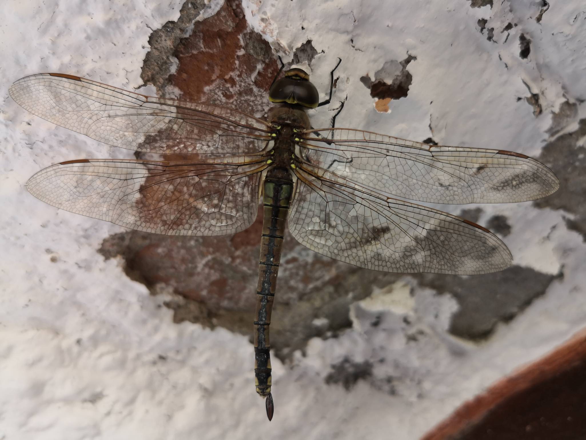 LIBELULA ATRAPADA